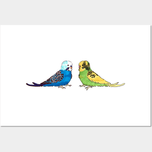 Budgie - blue mutation and recessive pied Posters and Art